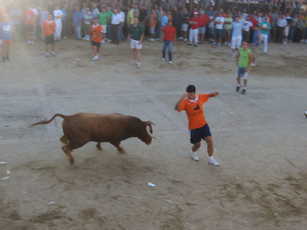 Midiendo al toro Esparragosa de Lares, haga clic en la imagen para ampliar la foto
